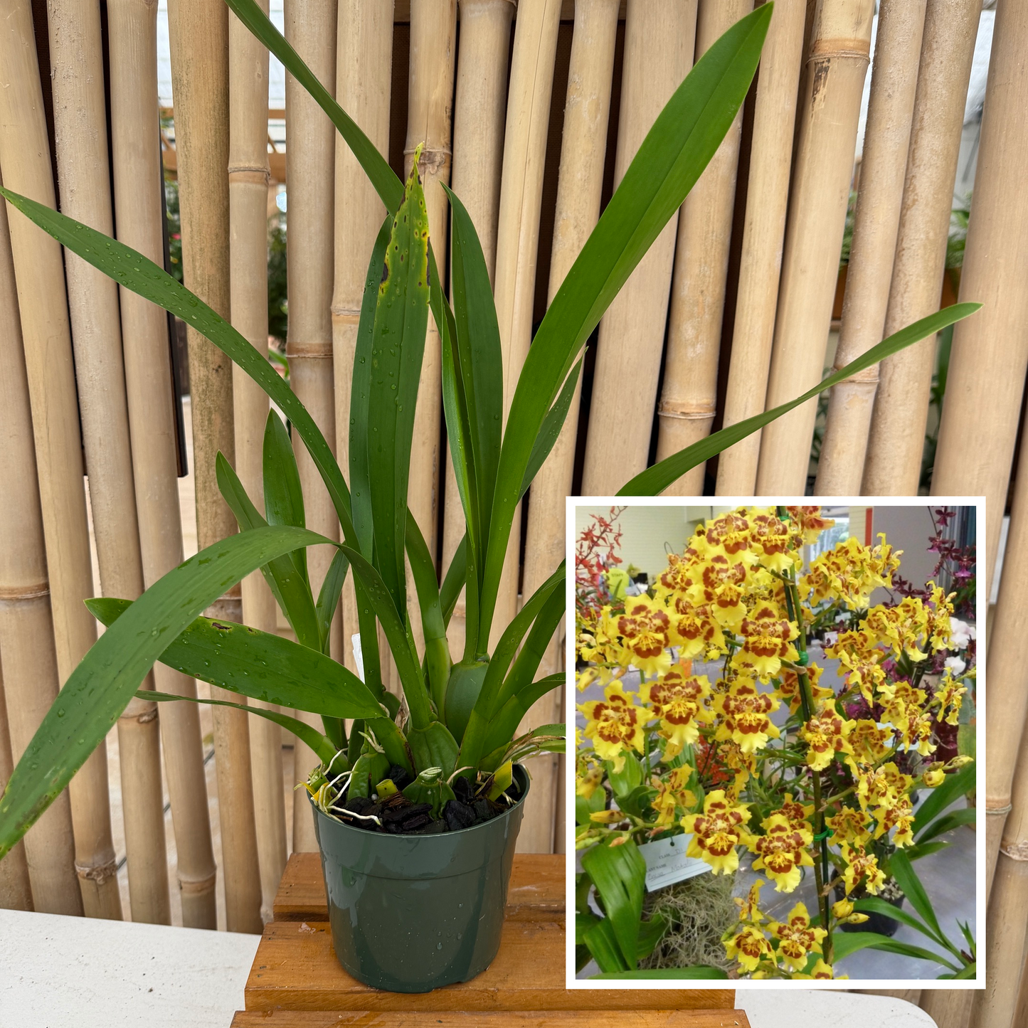 Wils. Pacific Passage 'Peach Cobbler' (5.5" Pot) - Not Blooming