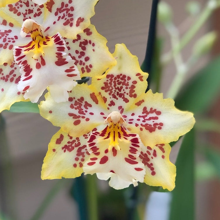 Onc. Brennan Scott Barfield (4" Pot) - first bloom