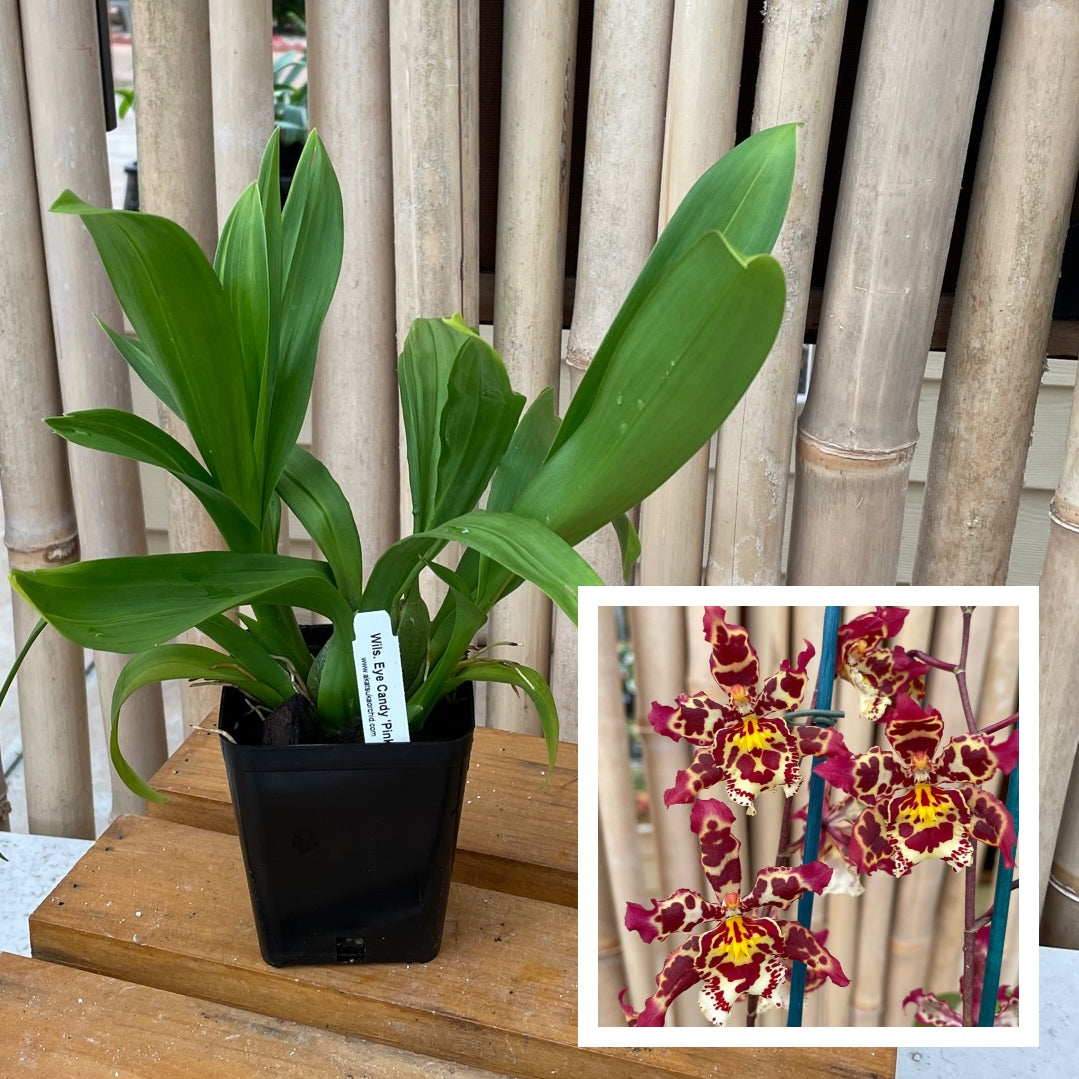 All Plants – Page 10 – Akatsuka Orchid Gardens