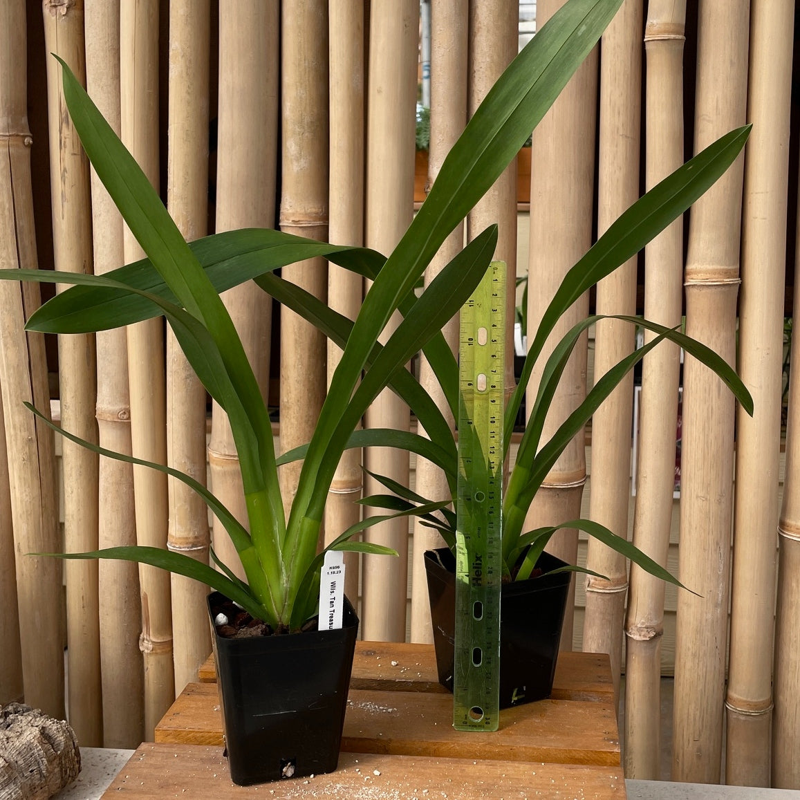 Wils. Tan Treasures 'Lavender Picotee' (4" Pot) - Not Blooming