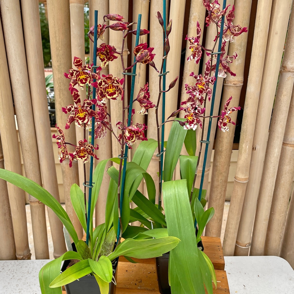Wils. Eye Candy 'Pinkie'  (4" Pot) - Buds