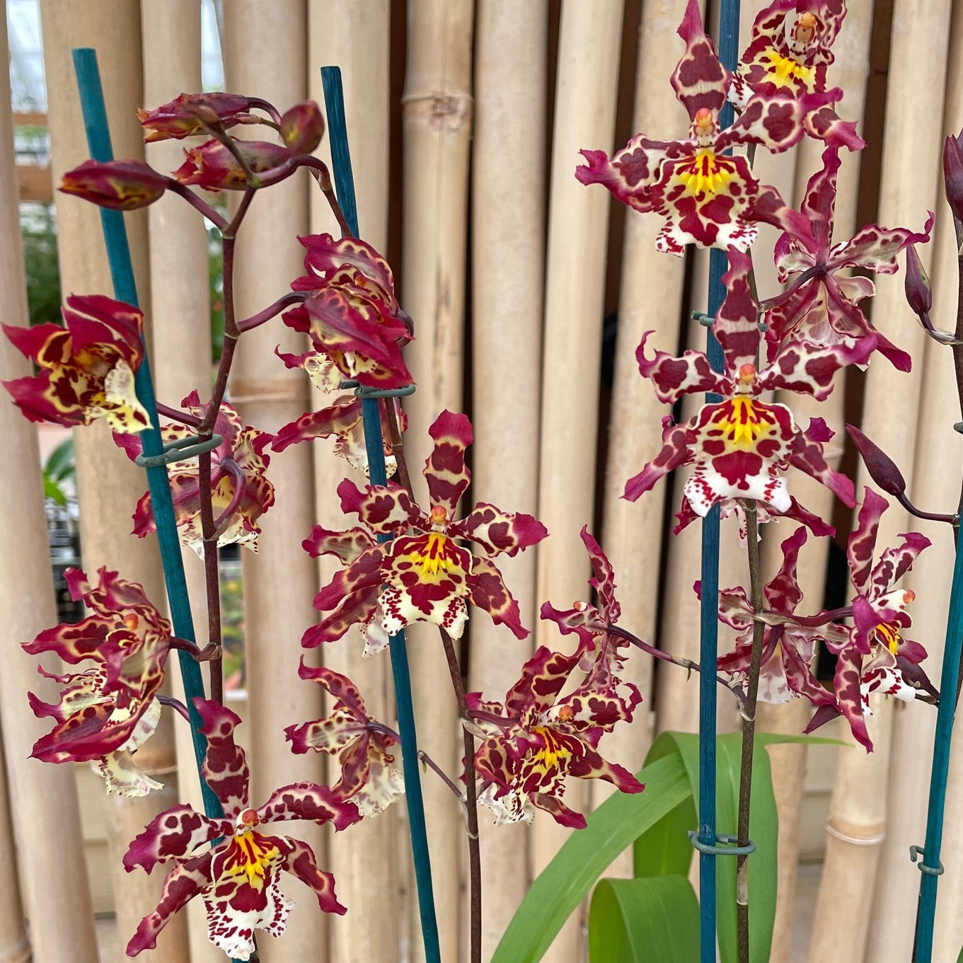 Wils. Eye Candy 'Pinkie' (4" Pot) - Not Blooming