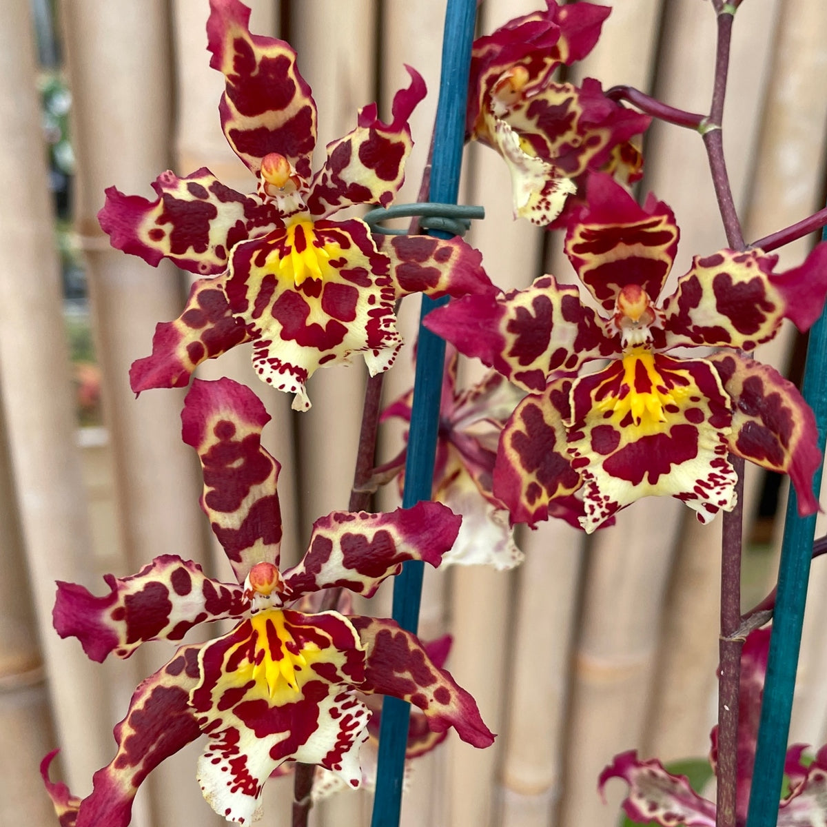Wils. Eye Candy 'Pinkie'  (4" Pot) - Buds