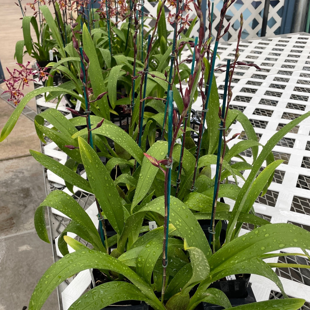 Wils. Eye Candy 'Pinkie'  (4" Pot) - Buds
