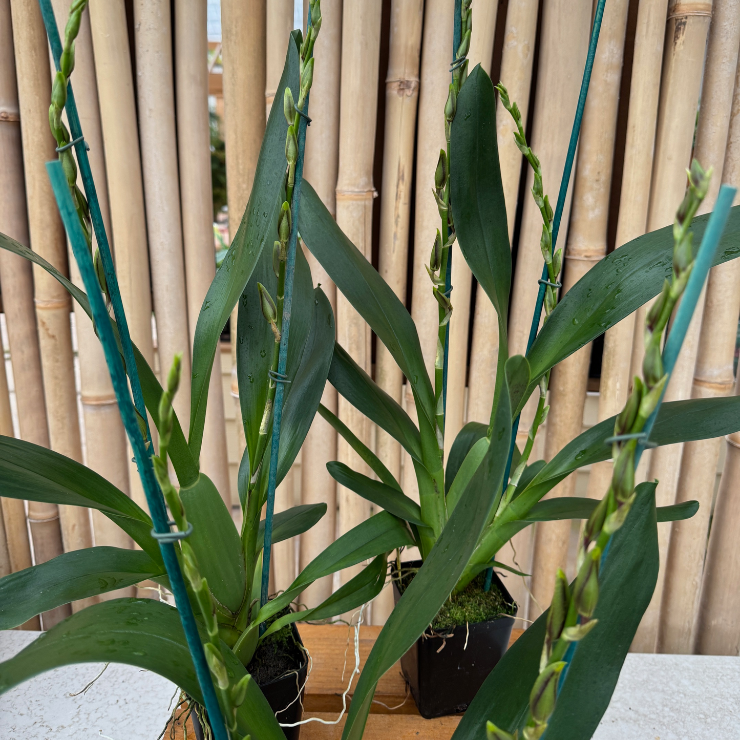 Onc. Witch's Jewels 'Ivory Lips' (4" Pot) - Buds