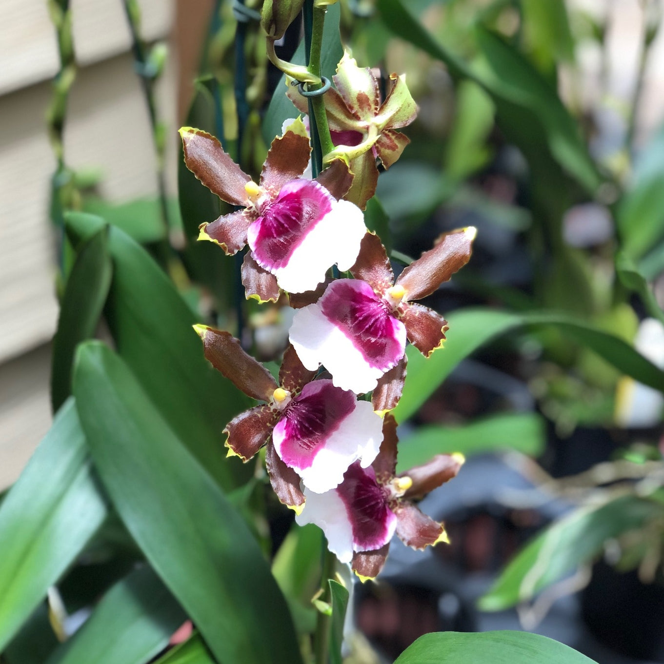 Onc. Witch's Jewels 'Ivory Lips' (4" Pot) - Buds