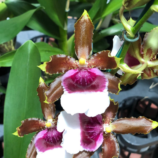 Onc. Witch's Jewels 'Ivory Lips' (4" Pot) - Buds