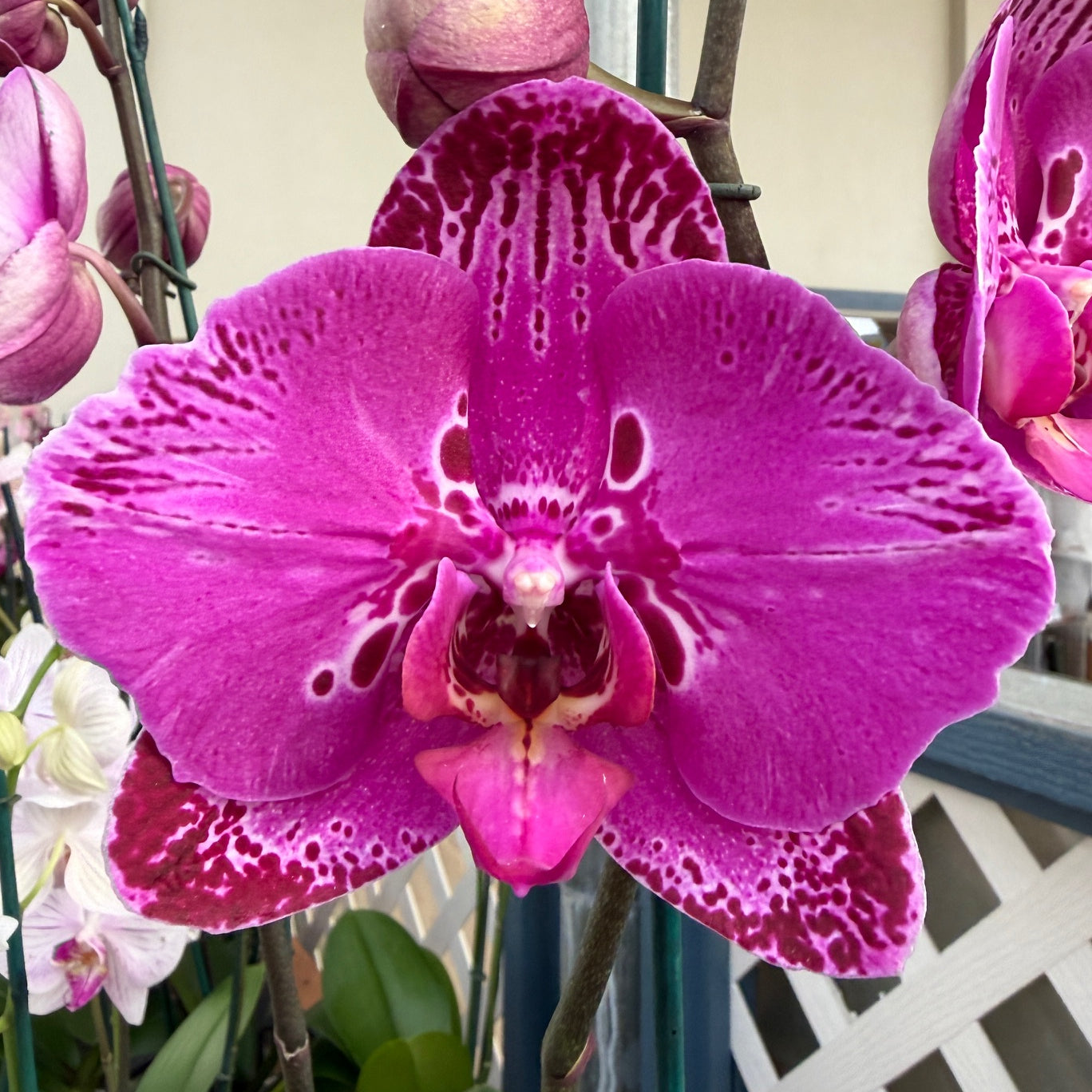 P. Yu Pin Fairlady – Akatsuka Orchid Gardens