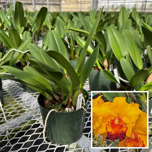 Rlc. Yuki Akatsuka 'Volcano Gold' (5.5" Pot) - Not Blooming