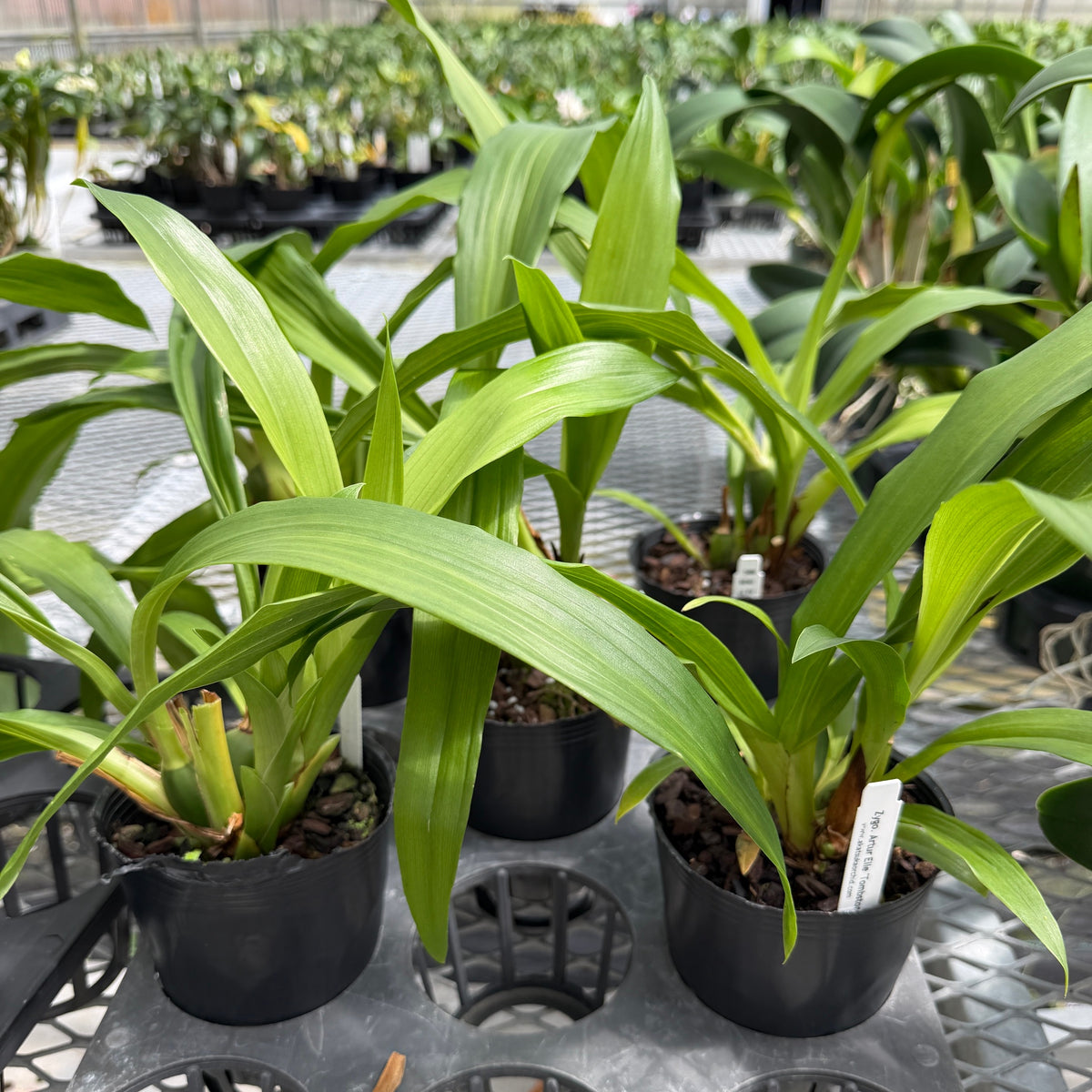 Zygo. Artur Elle 'Tombstone' (4" Pot) - Not Blooming