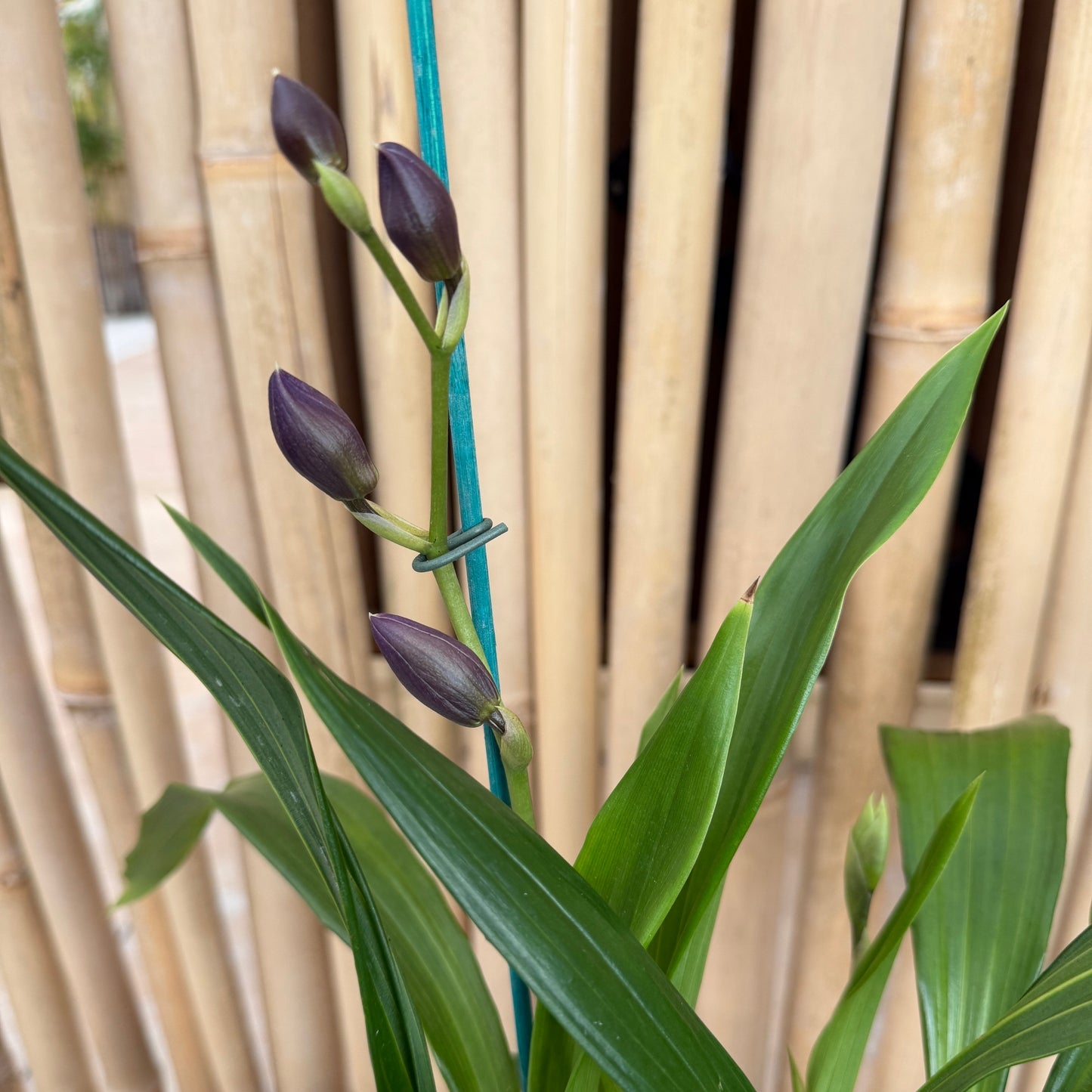 Zygo. Cynosure 'Blue Birds' (5.5" Pot) - Buds