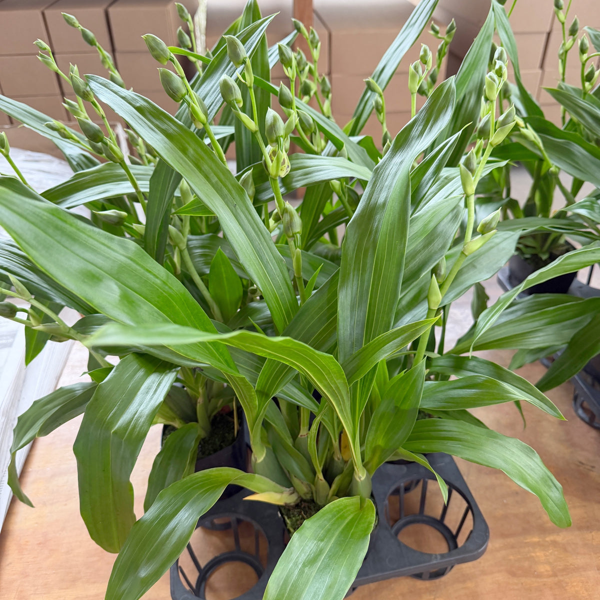 Zygo. Jumpin Jack (4" Pot) - Double Spike!
