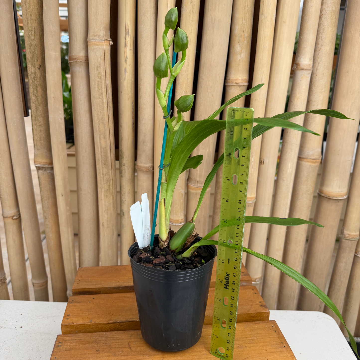 Zygo. Jumpin Jack x Zga. Adelaide Meadows (4" Pot) - Buds