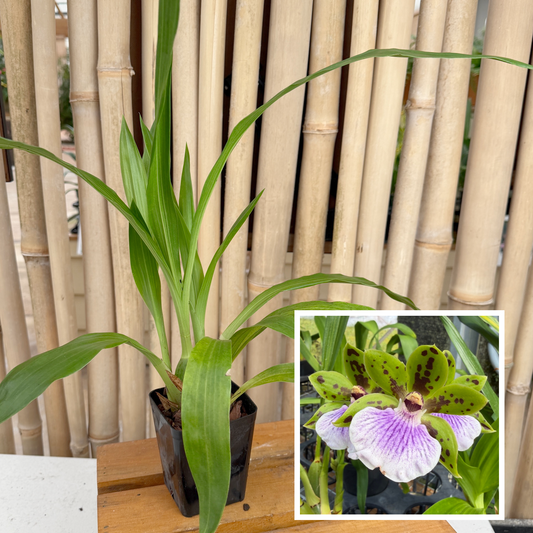 Zygoneria Adelaide Meadows (4" Pot) - Not Blooming