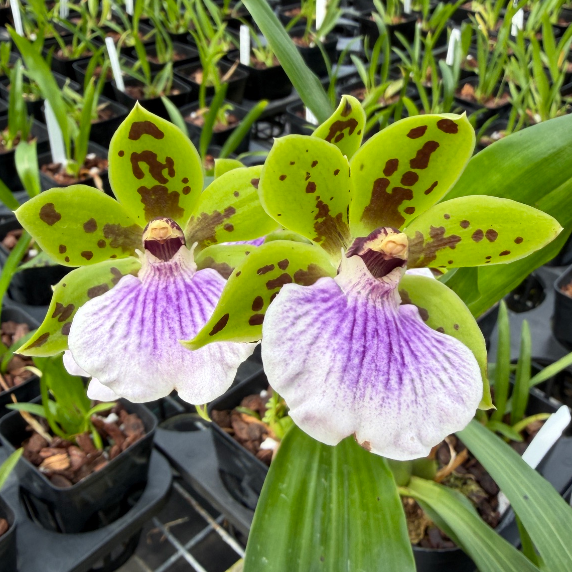 Zygoneria Adelaide Meadows (Z. Titanic x Zga. Dynamo) (4" Pot) - Buds