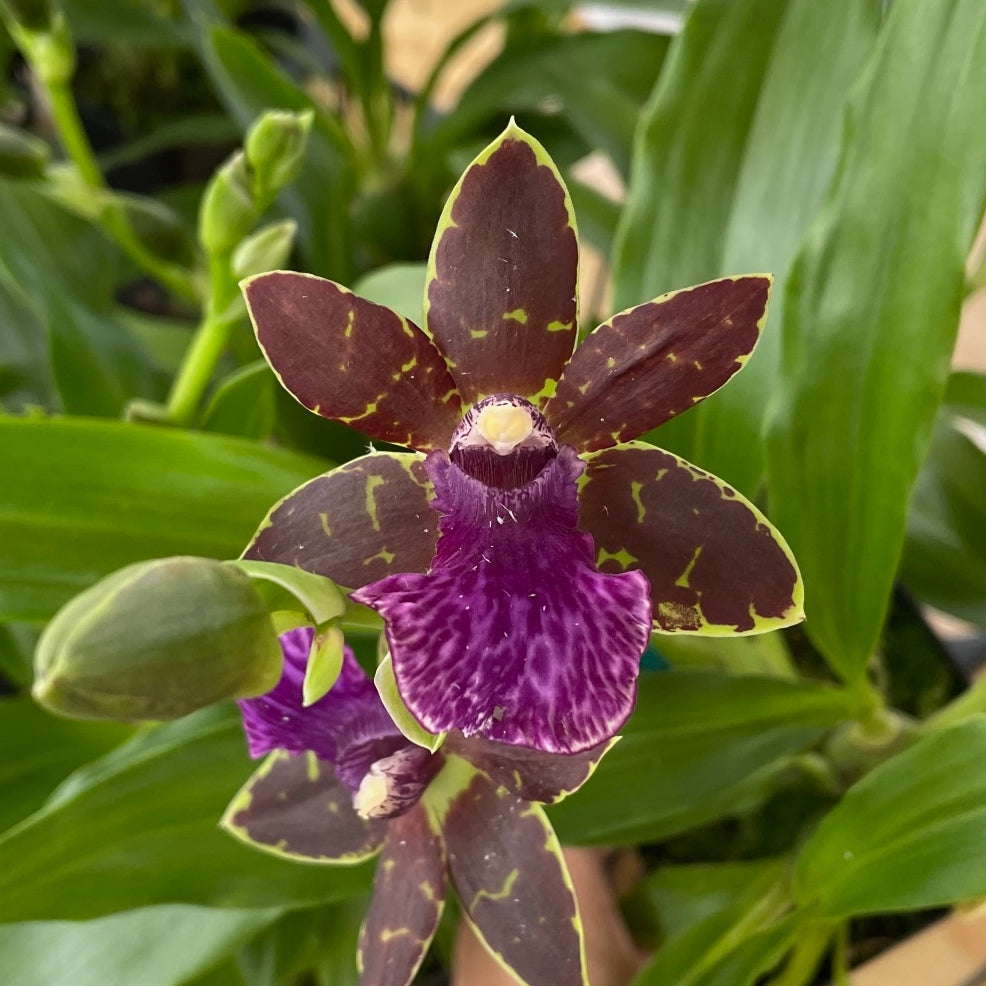 Zygo. Advance Australia 'HOF' (4" Pot) - Buds