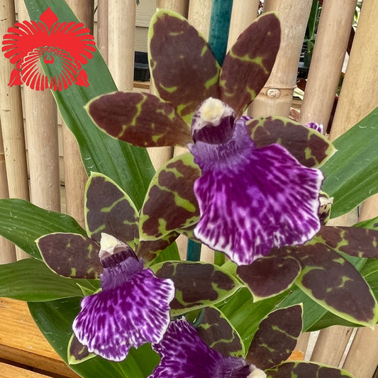 Zygopetalum Adv. Australia 'HOF' -Multi-spike