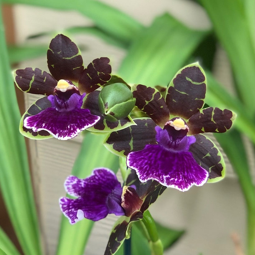 Zygo. Artur Elle 'Tombstone' (4" Pot) - Not Blooming