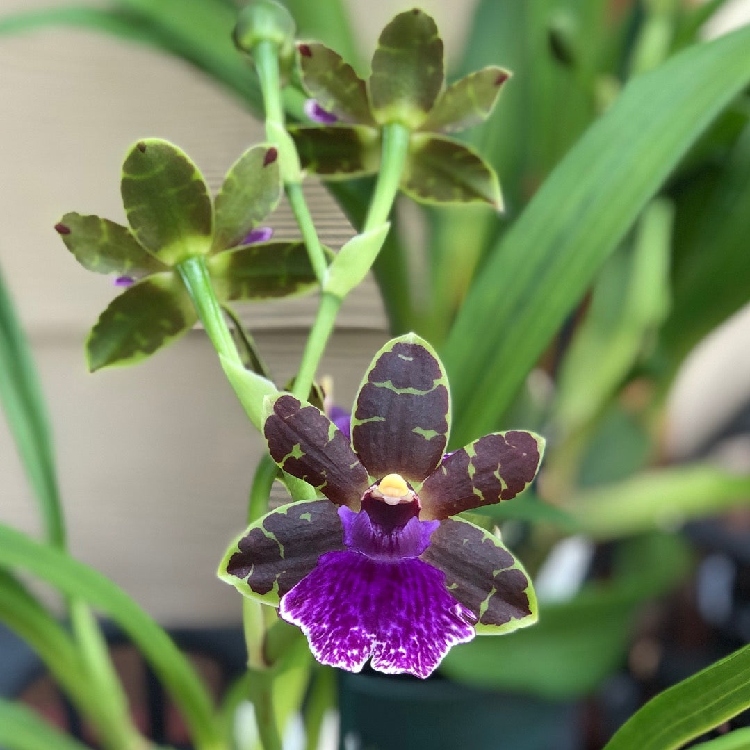 Zygo. Artur Elle 'Tombstone'