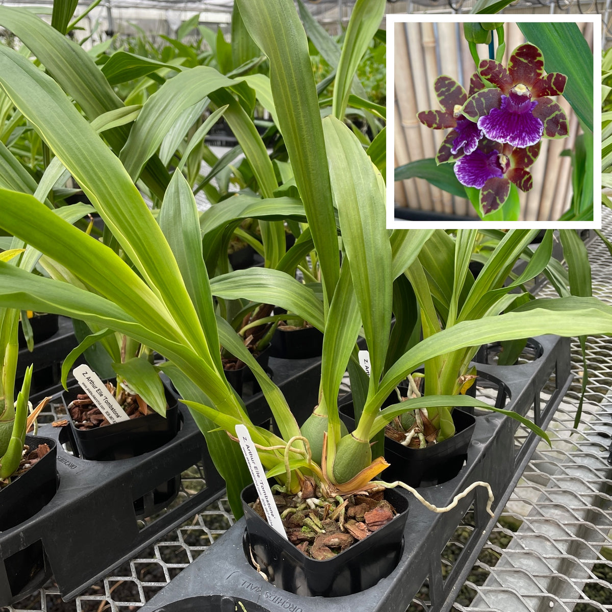 Zygo. Artur Elle 'Tombstone' (4" Pot) - Not Blooming