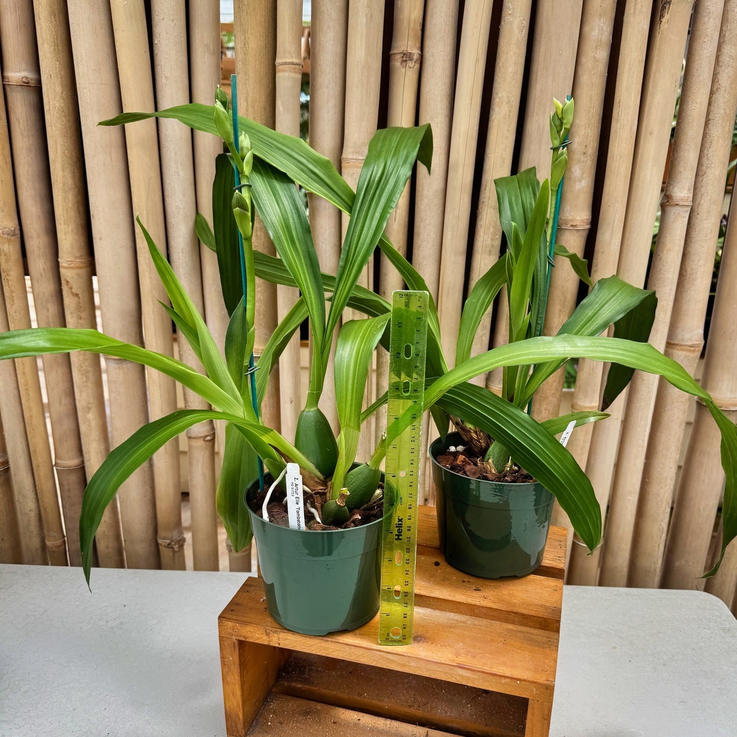 Zygo. Artur Elle 'Tombstone' (5.5" Pot)