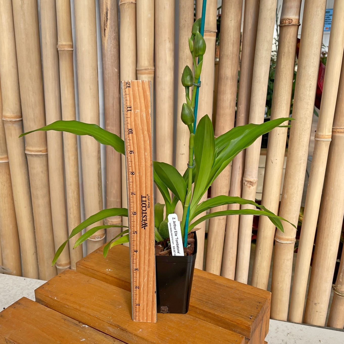 Zygo. Artur Elle 'Tombstone' (First Bloom) – Akatsuka Orchid Gardens