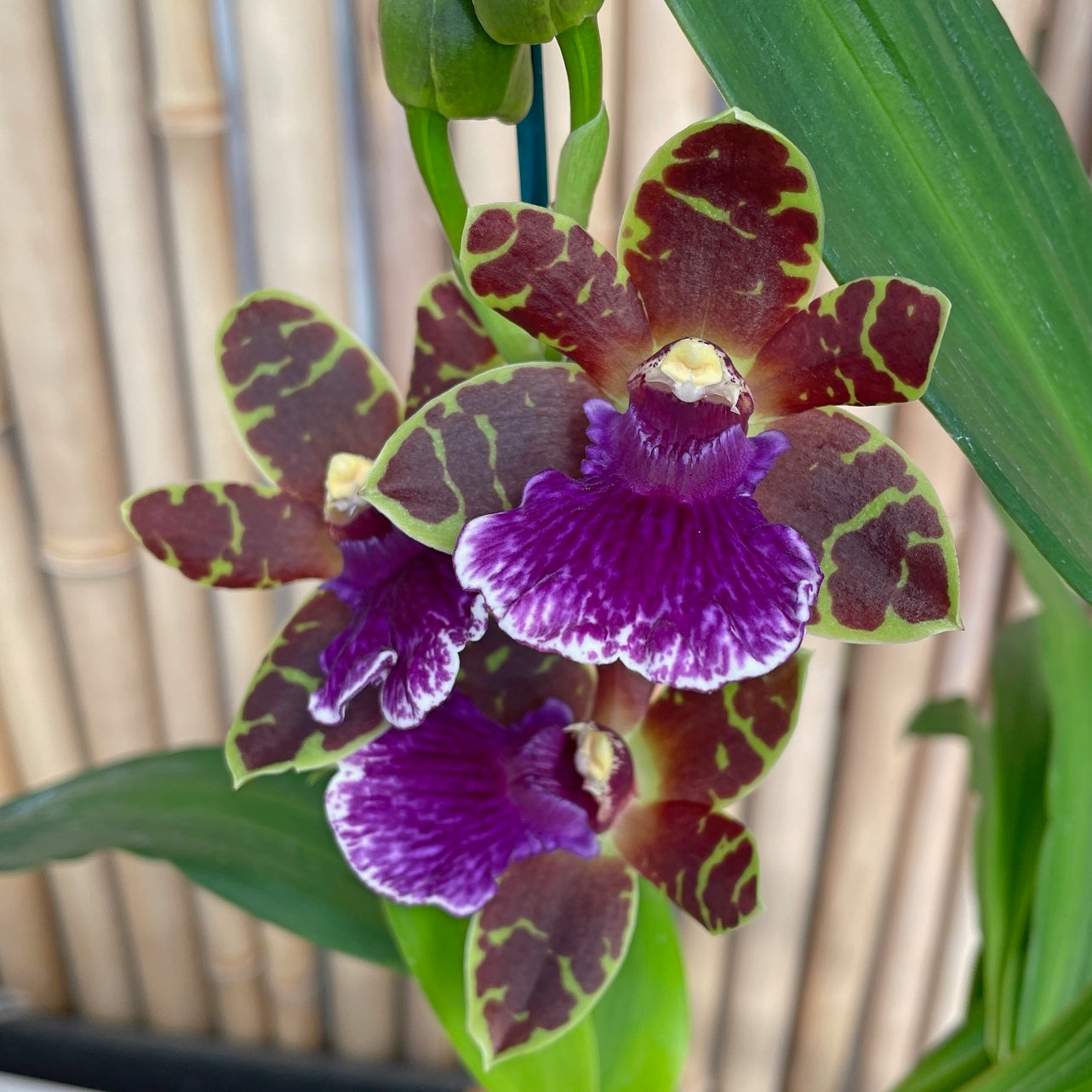 Zygo. Artur Elle 'Tombstone' (First Bloom)