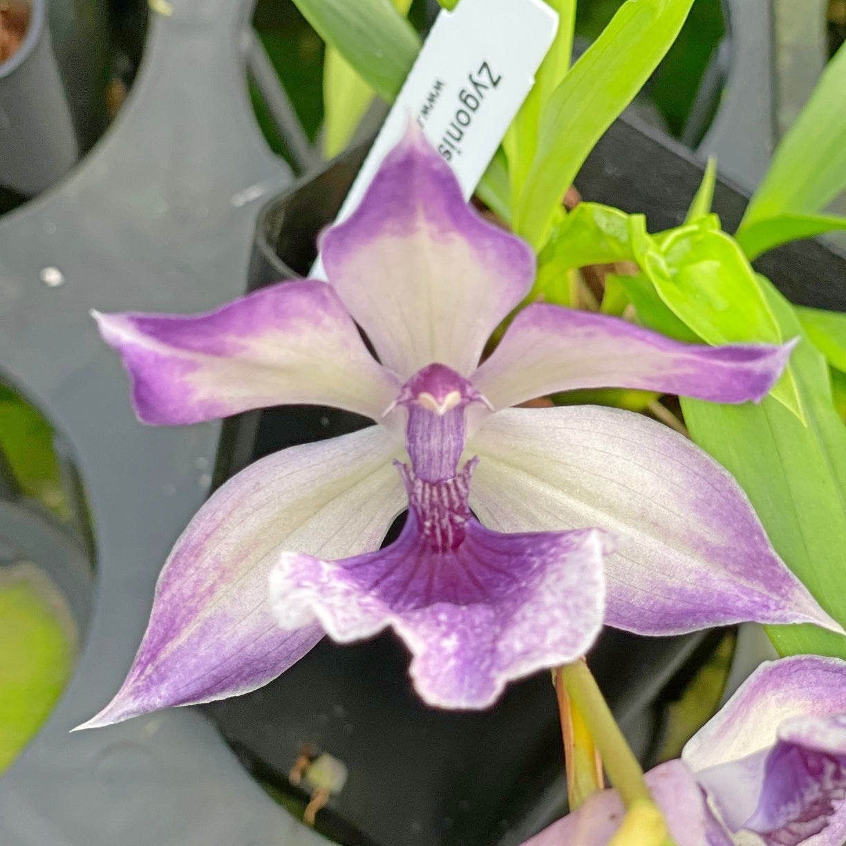 Zygo. Cynosure 'Blue Birds'