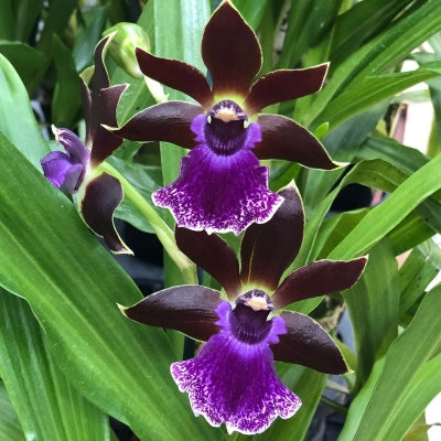 Zygo. Debbie DeMello 'Honolulu Baby'