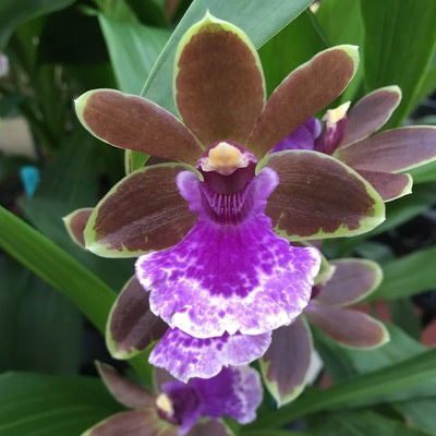 Zygo. Dragon Kitten 'Purr' - Buds