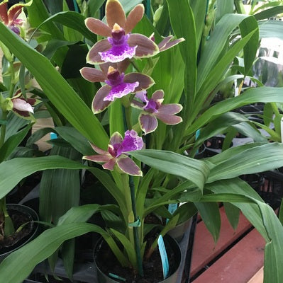 Zygo. Dragon Kitten 'Purr' - Buds