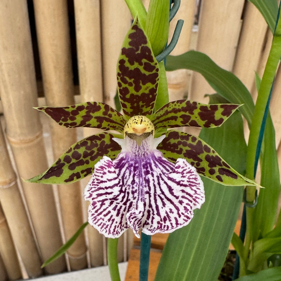 Zygopetalum mackayii x sib (5.5" Pot) - Buds