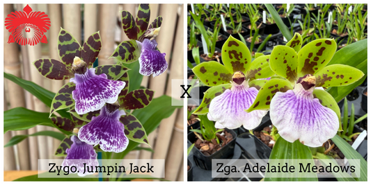 Zygo. Jumpin Jack x Zga. Adelaide Meadows (4" Pot) - Buds