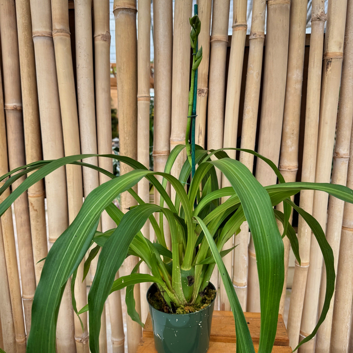 Zygopetalum mackayii x sib (5.5" Pot) - Buds