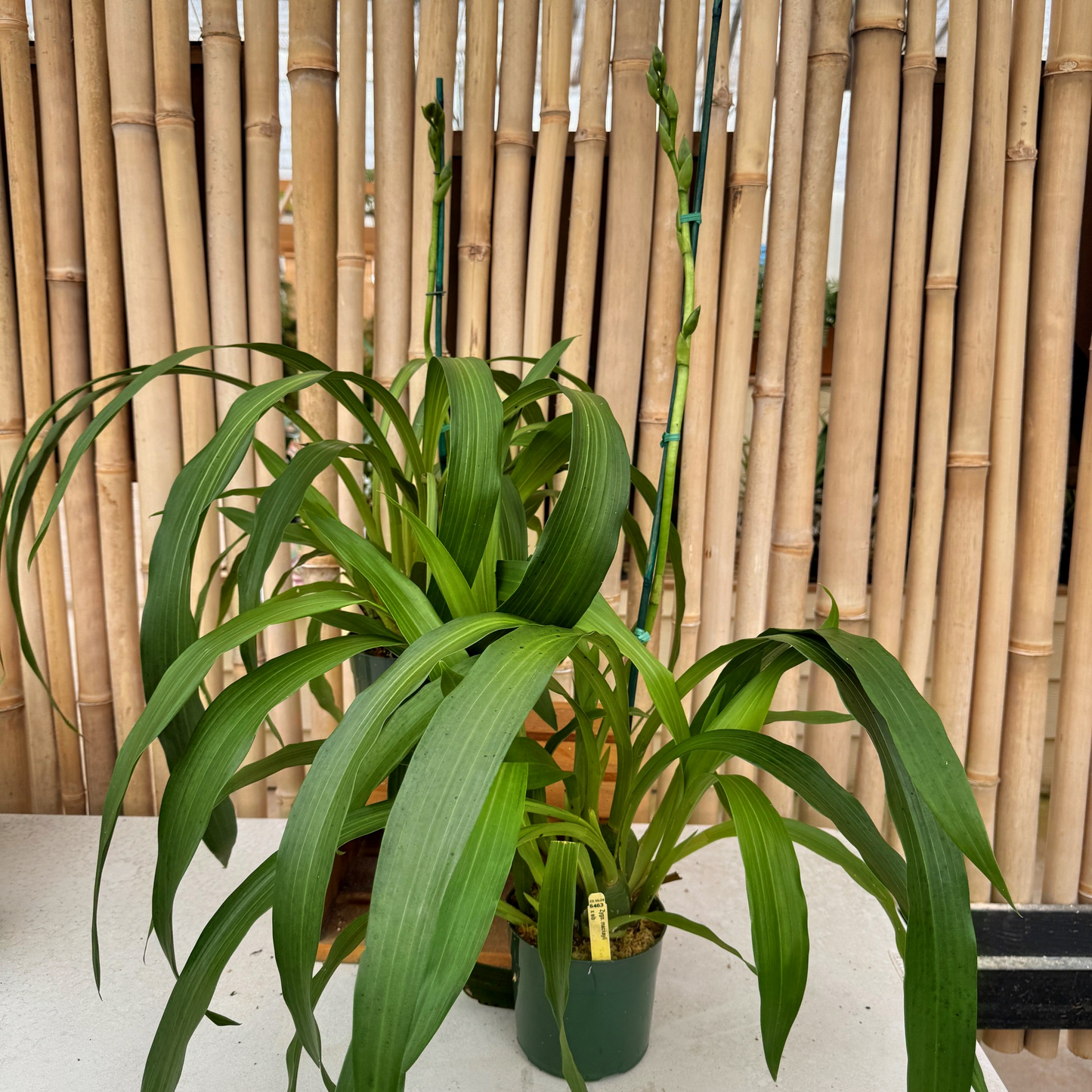 Zygopetalum mackayii x sib (5.5" Pot) - Buds