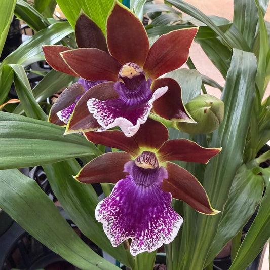 Zygo. Debbie DeMello 'Honolulu Baby' (4" Pot) - Buds