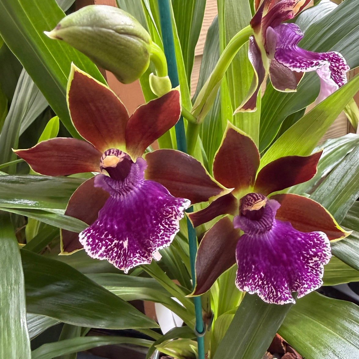 Zygo. Debbie DeMello 'Honolulu Baby' (4" Pot) - Buds
