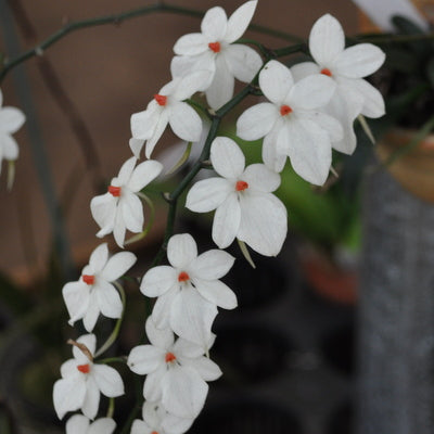 Aerangis luteo-alba x sib (3" pot) -Not Blooming