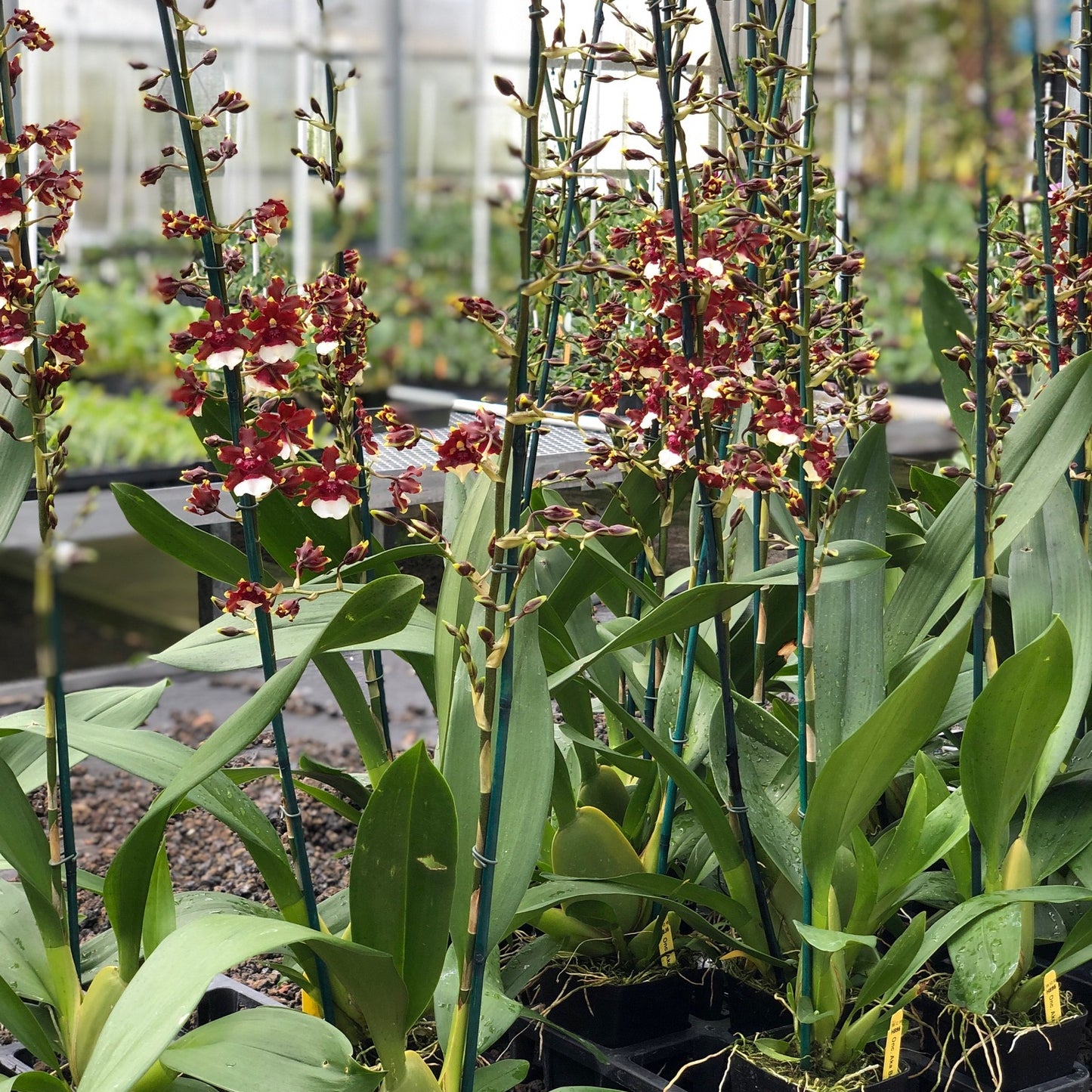 Oncidium Aka Baby 'Raspberry Chocolate' (Fragrant) - 4" Pot