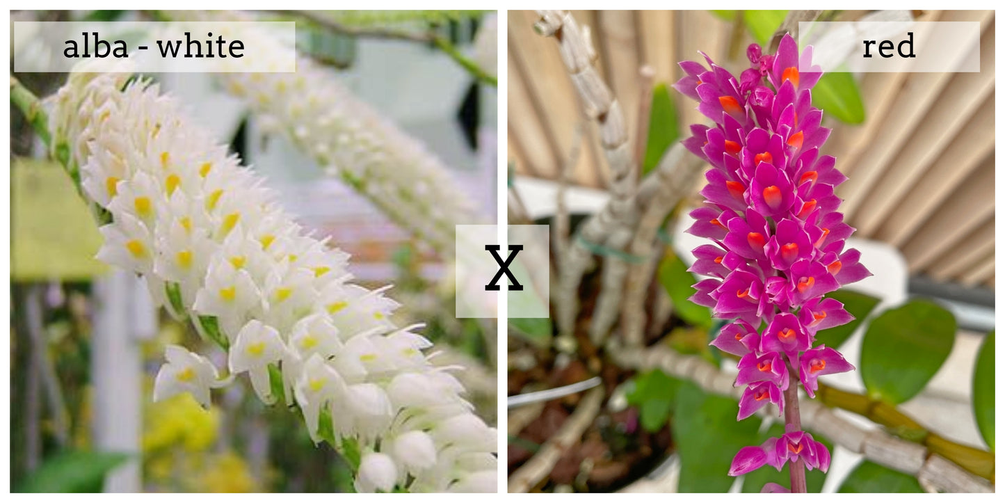 Den. secundum alba x 'Red' (4" Pot) -Not Blooming