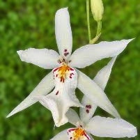 Alcra. Winter Wonderland 'White Fairy' (4" Pot) - Not Blooming