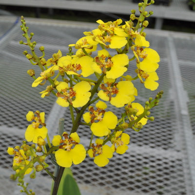 Rossioglossum ampliatum (Species Orchid) -Spiking