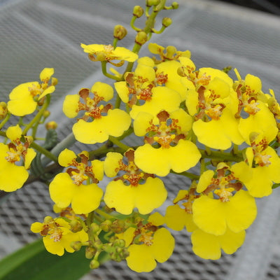 Rossioglossum ampliatum (Species Orchid) -Spiking
