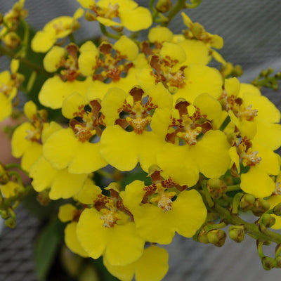 Rossioglossum ampliatum (Species Orchid) -Spiking