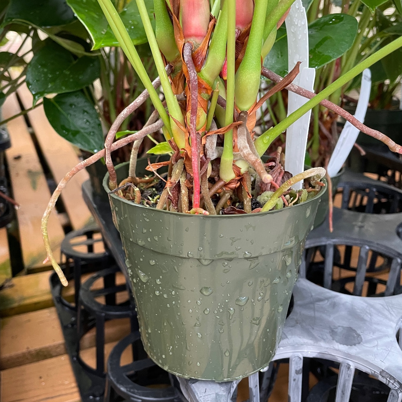 4" Round Std Pot (Green)