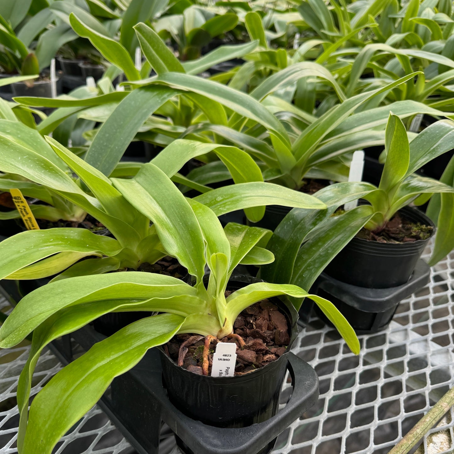 Assorted Complex Paphiopedilum - Grower's Choice (4" Pot)