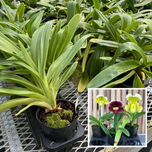 Complex Paphiopedilum (Seedling 4" Pot) - Not Blooming