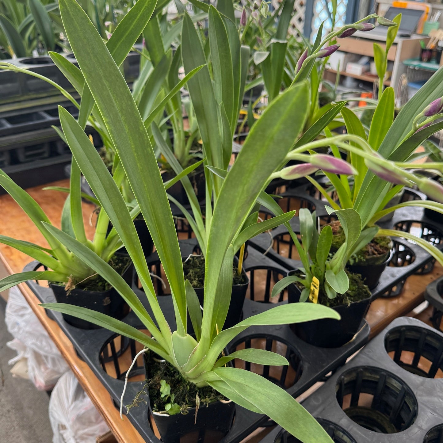 Mltnps. Bert Field 'Eileen' (4" Pot) - Buds
