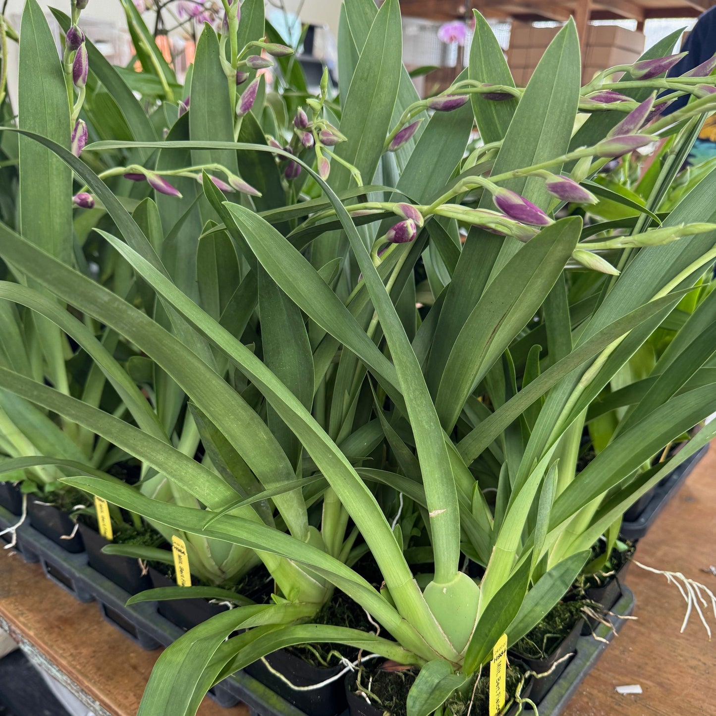 Mltnps. Bert Field 'Eileen' (4" Pot) - Buds