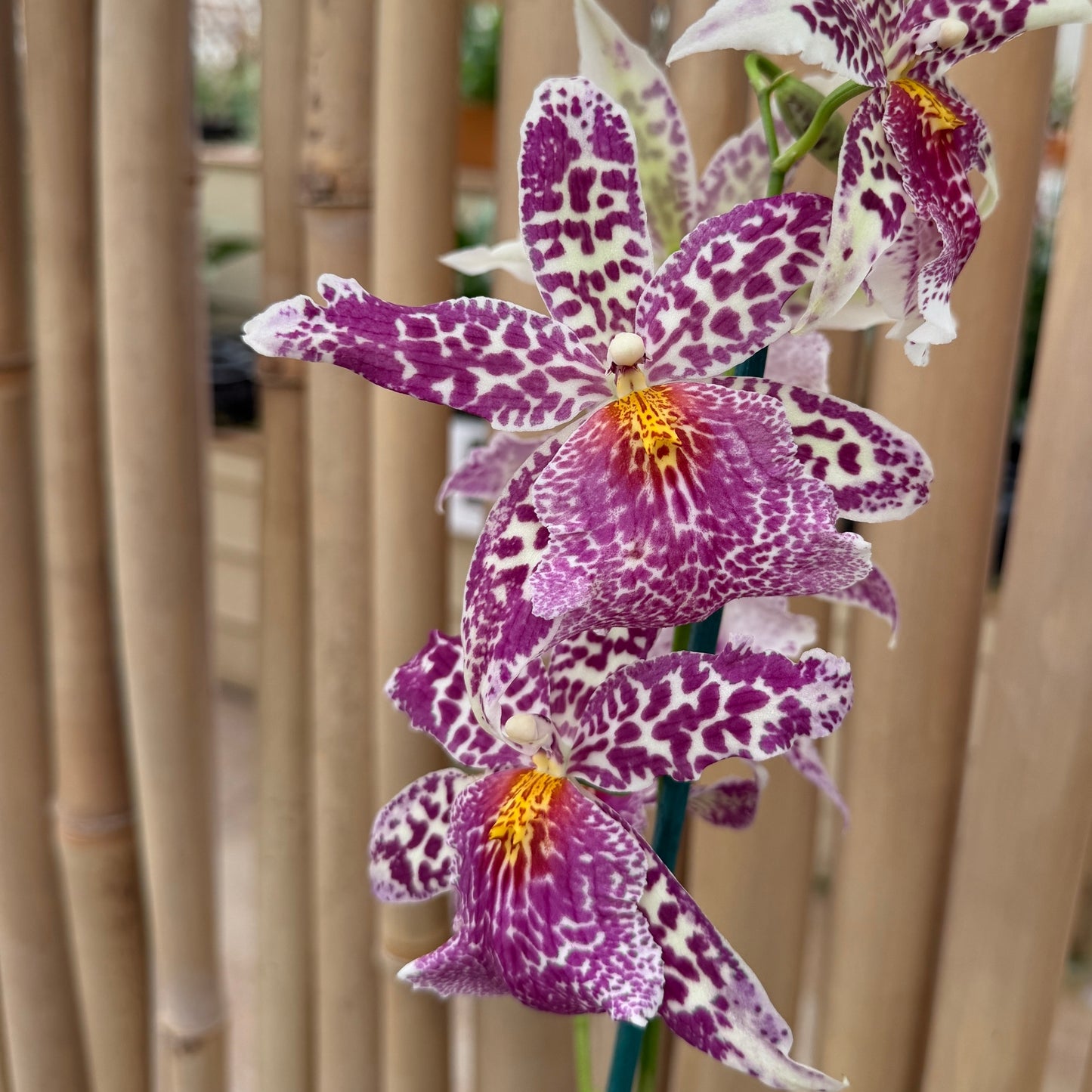 Bllra. Big Shot 'Pink Panther' (4" Pot) - OPEN BLOOMS
